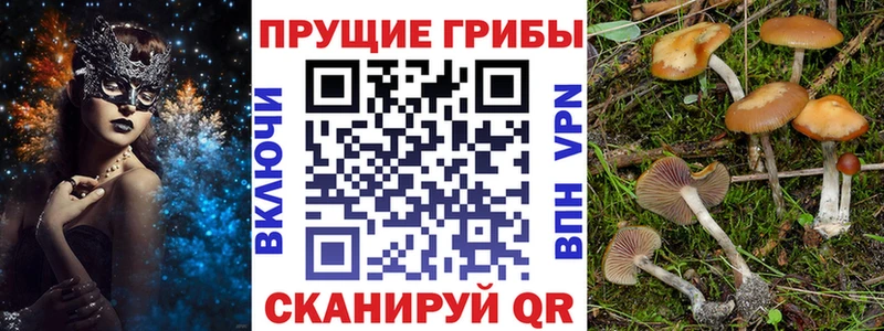 Галлюциногенные грибы Psilocybine cubensis  мега ONION  Шали 
